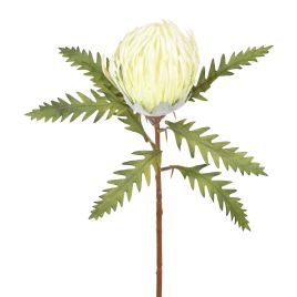 HASTE ALFINETEIRO (LICOSPERMUM) 55372-010