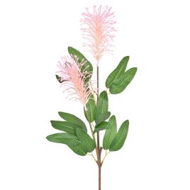 HASTE PROTEA X2 55384-018