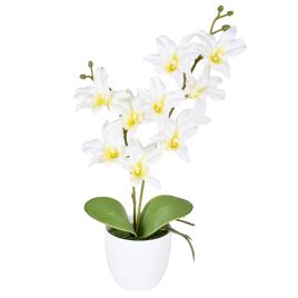 ARRANJO ORQUIDEA CATTLEYA X2 56303-010