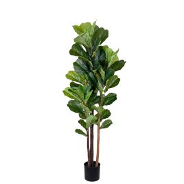 PLANTA FICUS LIRATA X4 NO POTE 57892-004