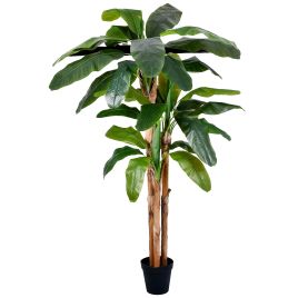 PLANTA BANANEIRA NO POTE 57920-004